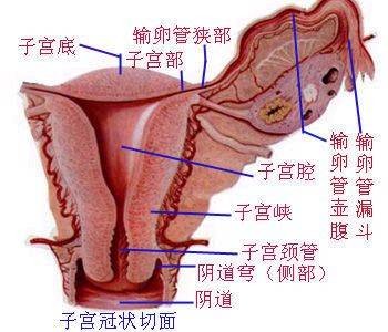 子宫出血
