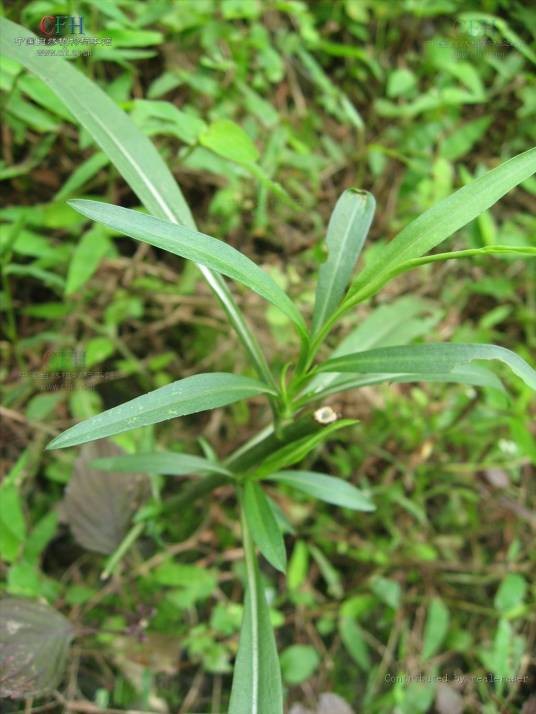 钻叶紫菀