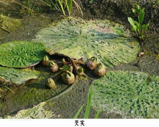 茨实