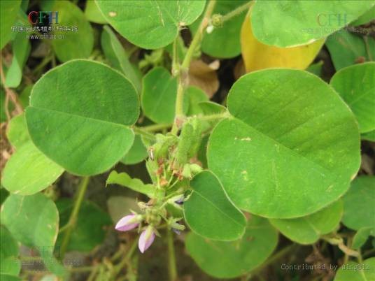 广东金钱草（豆科假地豆属植物）