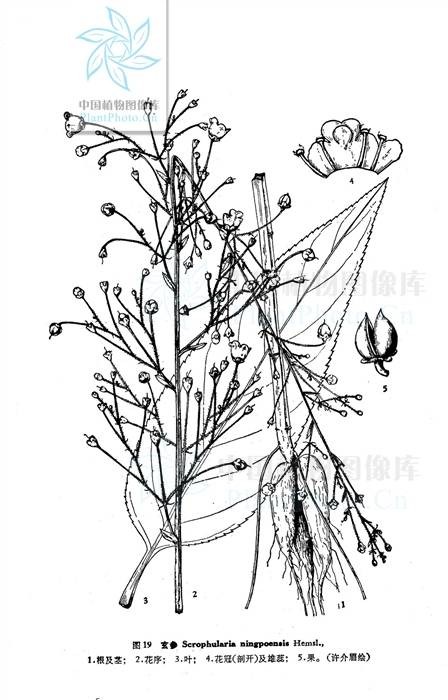 水萝卜（管状花目玄参科植物）