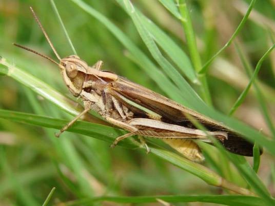 蝗虫(直翅目蝗科动物的统称)