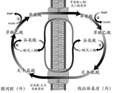 苹果酸