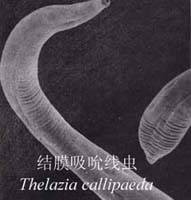 结膜吸吮线虫