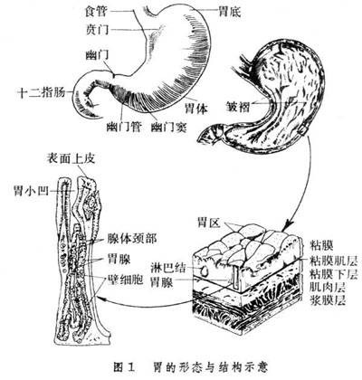 十二指肠球部溃疡