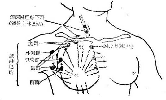 淋巴结