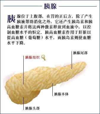 胰腺