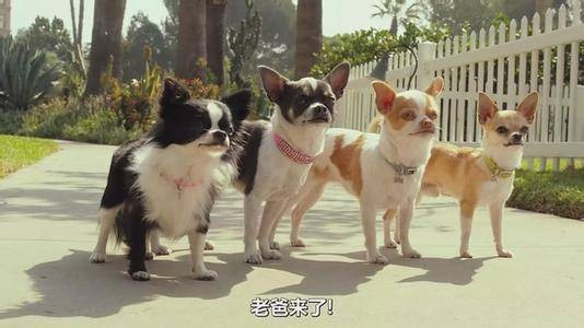 比佛利拜金狗3