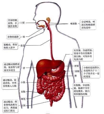 消化系统（人体系统）