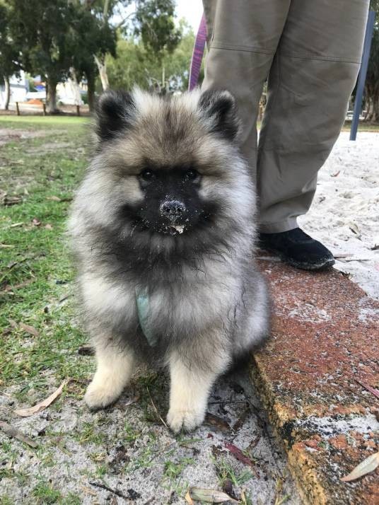 荷兰毛狮犬