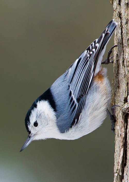 白胸鳾