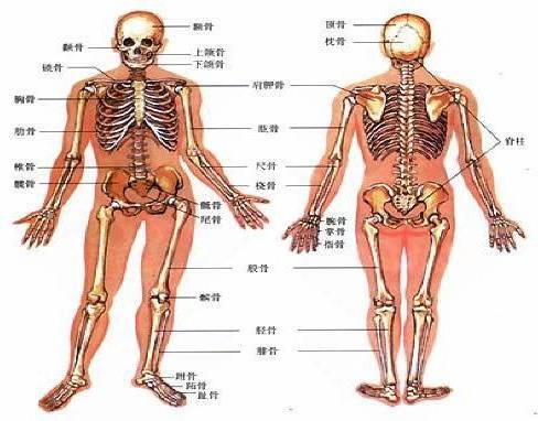 人体骨骼