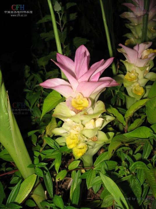 温郁金（姜目姜科植物）