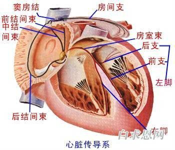 窦房结