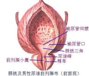 膀胱