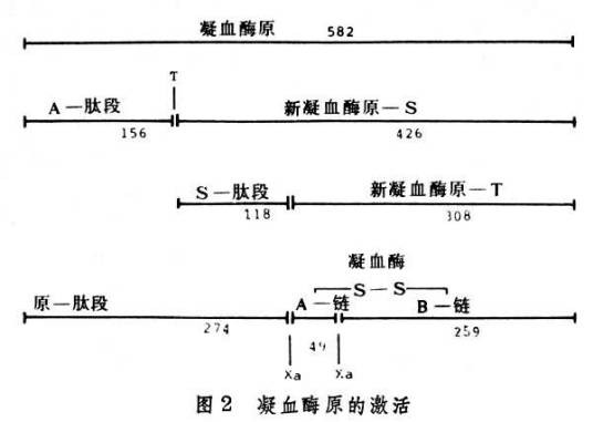 第八因子