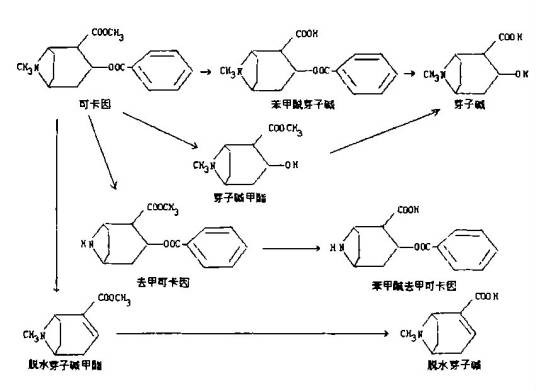 可卡因
