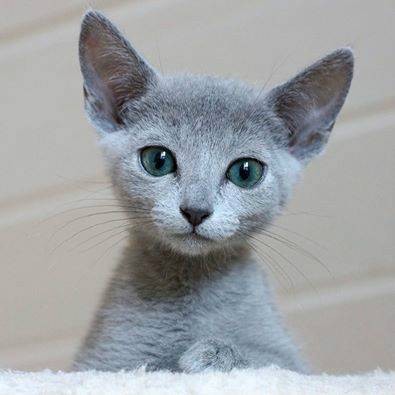 俄罗斯蓝猫