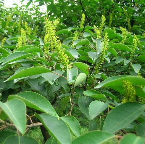 乌桕(大戟科乌桕属植物)