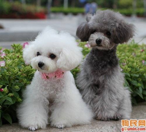 贵宾犬(体型多样,造型百变的玩赏犬(犬科犬属动物))