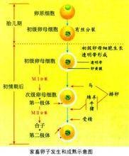 次级卵母细胞