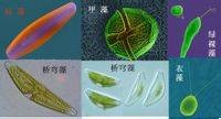浮游植物