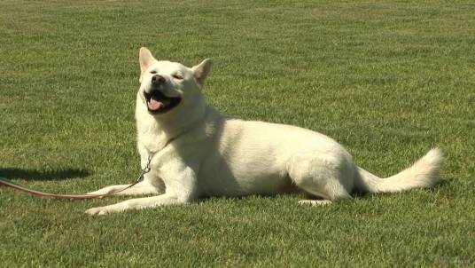 丰山犬(食肉目犬科动物)