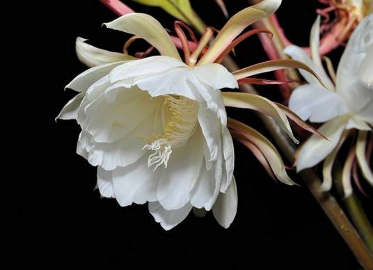昙花（仙人掌科昙花属植物）