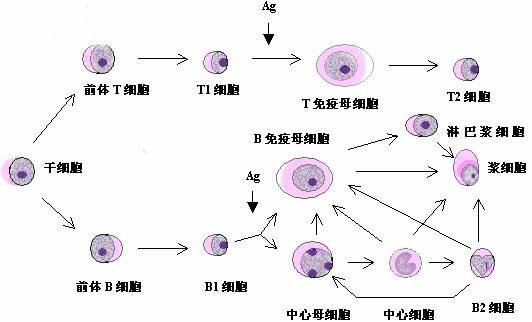 转化(生物学名词)