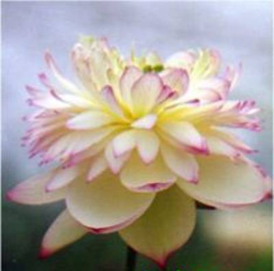 精彩(荷花品种)
