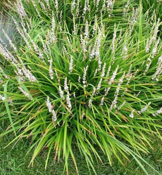 麦冬(天门冬科沿阶草属植物)