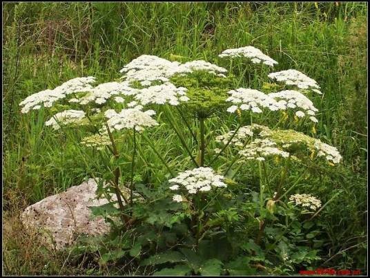 白芷（伞形科当归属的一种植物）