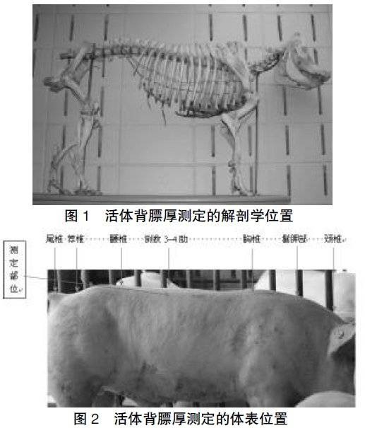 眼肌面积