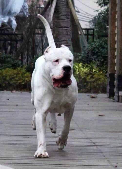 杜高犬