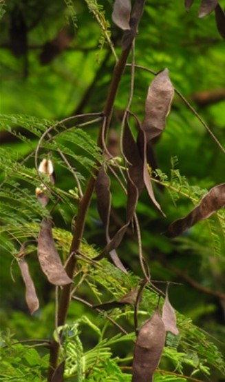 儿茶（豆科儿茶属植物）