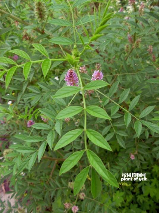 甘草（豆科甘草属的一种植物）