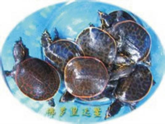 佛罗里达鳖