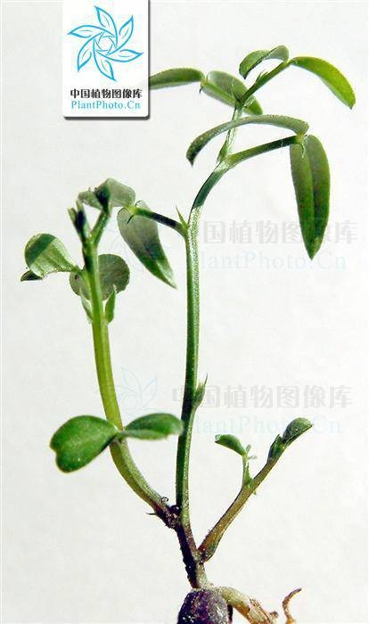 窄叶野豌豆