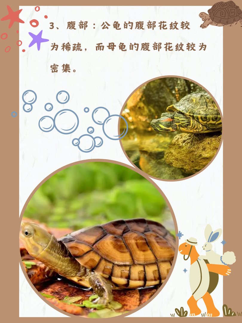 巴西龟怎么分公母