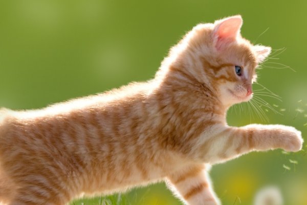 猫咪绝育后半夜偷偷放屁踢主人脸，给猫咪做绝育真的好吗？