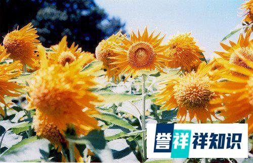 张学友模仿倪夏莲名场面？只要心怀热爱，永远都是当打之年