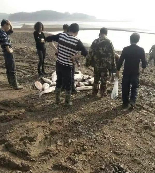 千万富翁回乡招商引资引纠纷,被羁押234天无罪释放后病故