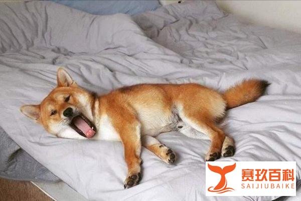 狗狗经常“上你的床”，除了想睡觉，还有这些含义！