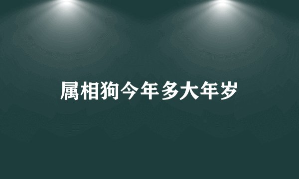 属相狗今年多大年岁