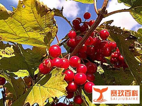 北京话里讲的 “果儿”是什么意思