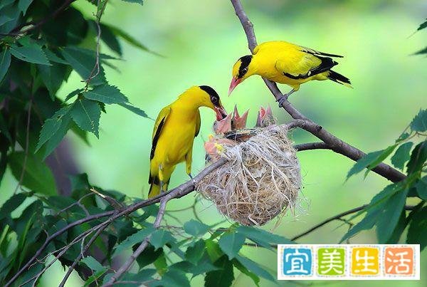 黄鹂鸟