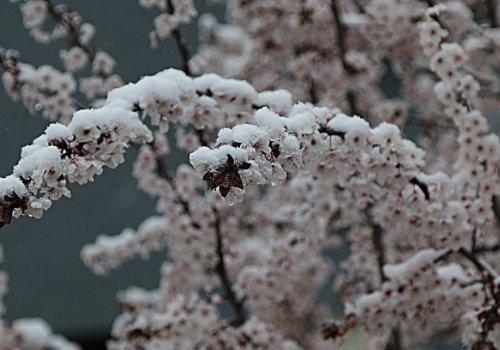 北京出现四月飘雪,一夜穿回冬天,四月飘雪有什么寓意征兆?