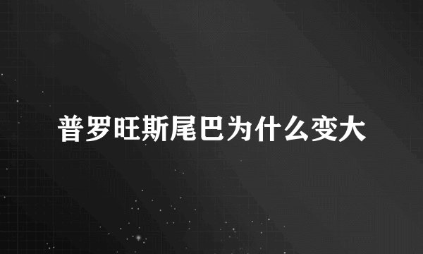 普罗旺斯尾巴为什么变大