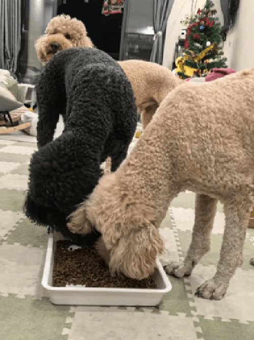 纯种巨贵犬多少钱一只?