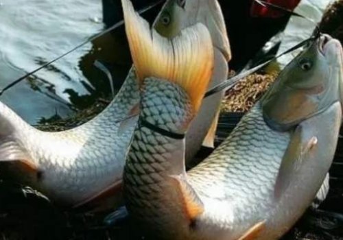 为什么弓鱼术可以让鱼离水十几 二十小时都不死？